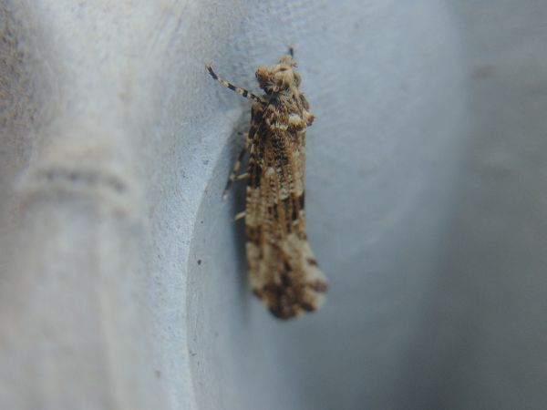 Morophaga choragella 