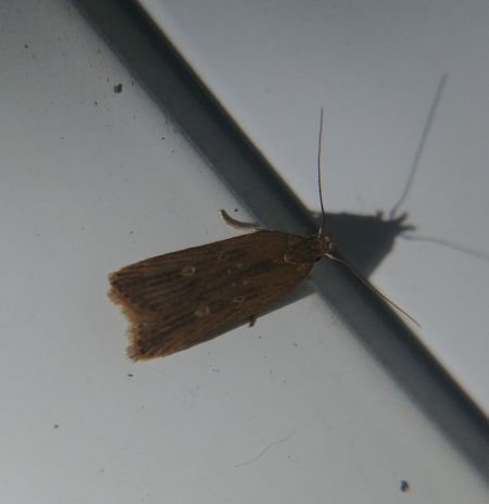 Helcystogramma triannulella 