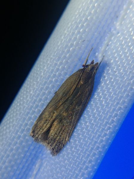 Bryotropha terrella 