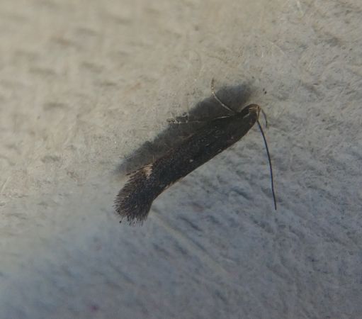 Aproaerema anthyllidella 