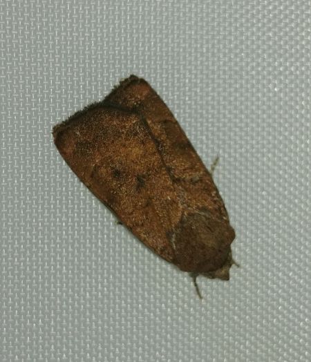 Caradrina morpheus 