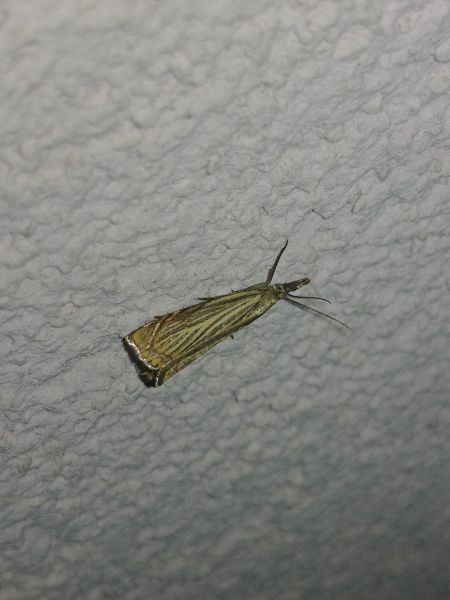 Crambus des jardins 