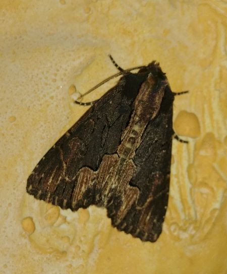 Dypterygia scabriuscula 