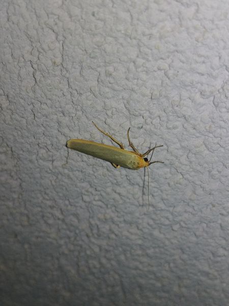 Lithosie aplatie (Manteau à tête jaune) 