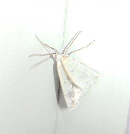 Lomographa temerata 