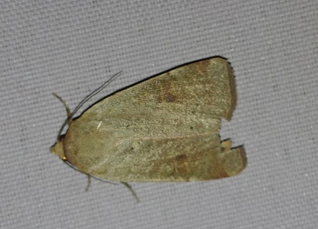 Noctua fimbriata 