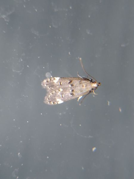 Dichomeris alacella 