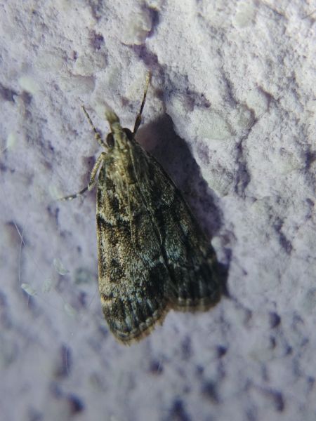 Eudonia lacustrata 