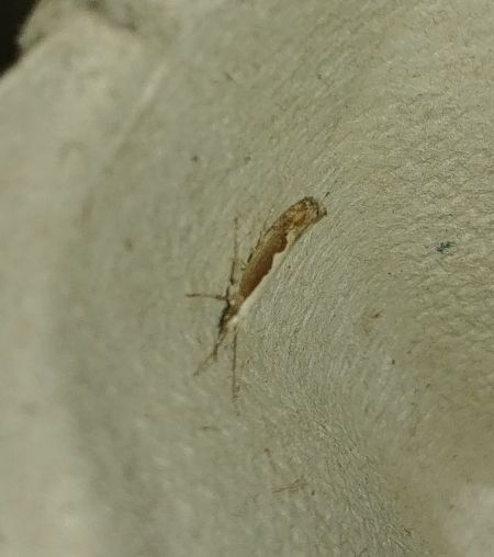 Plutella xylostella 