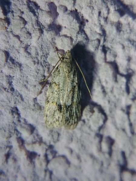 Symmoca signatella 