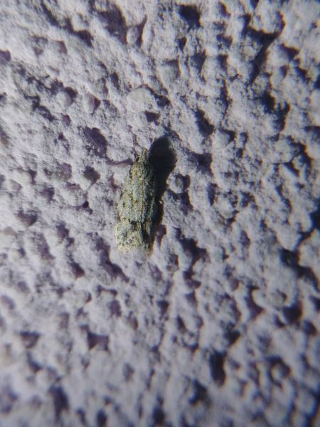 Symmoca signatella 
