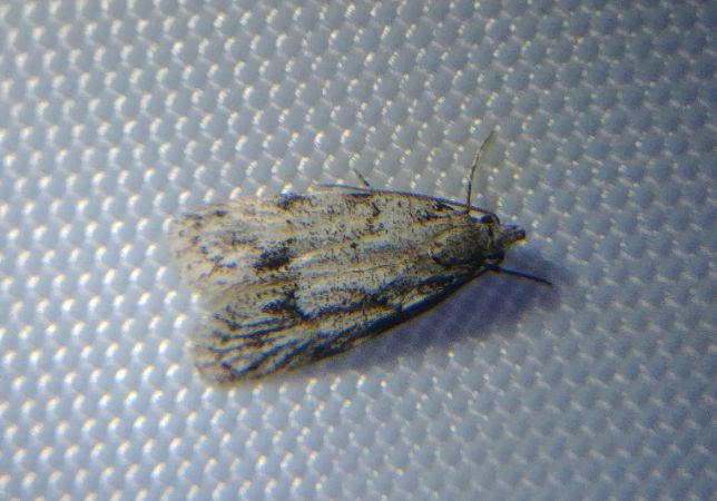 Symmoca signatella 