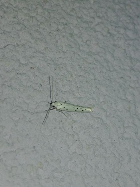 Yponomeuta sp. 