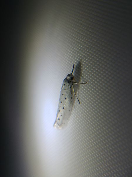 Yponomeuta sp. 