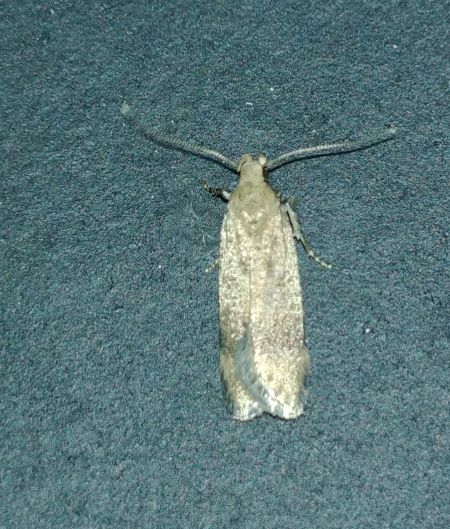 Pexicopia malvella 