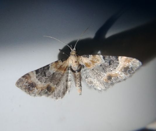 Eupithecia linariata 