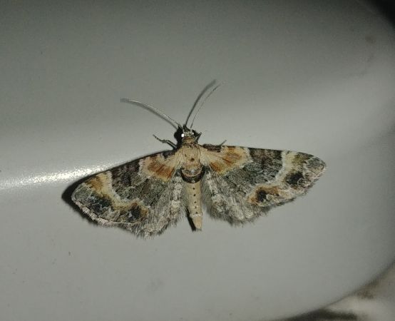 Eupithecia linariata 