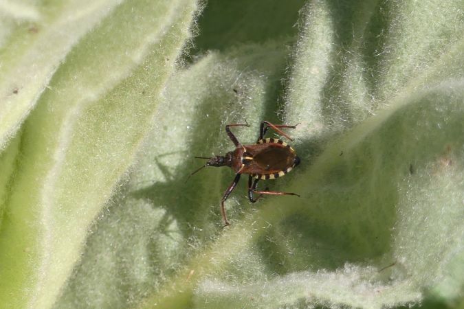 Rhynocoris erythropus  - Bufo Fizesan (Bufo)