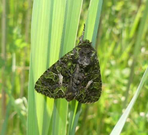 Trachea atriplicis  - Bufo Fizesan (Bufo)