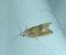 Eucosma sp. 