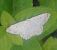 Scopula marginepunctata 