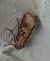 Noctuelle putride 