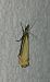 Crambus des jardins 