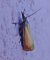 Crambus des jardins 