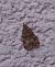 Eudonia lacustrata 