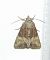 Oligia sp. 