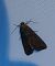 Oligia sp. 