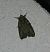 Oligia sp. 