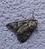Polyphaenis sericata 