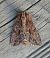 Apamea monoglypha 