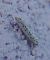 Yponomeuta sp. 