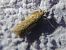 Bryotropha terrella 