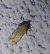 Bryotropha terrella 