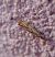 Catoptria falsella 