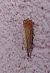 Crambus des jardins 
