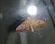 Flamme 