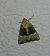 Mesoligia furuncula 
