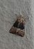 Mesoligia furuncula 
