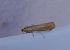 Pediasia luteella 