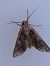 Apamea monoglypha 
