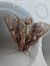 Apamea monoglypha 