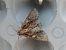 Apamea monoglypha 
