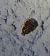 Deraeocoris lutescens 