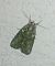 Oligia sp. 