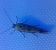 Scythris limbella 