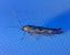 Scythris limbella 